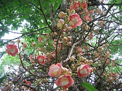 072 Cairns Botanic Gardens